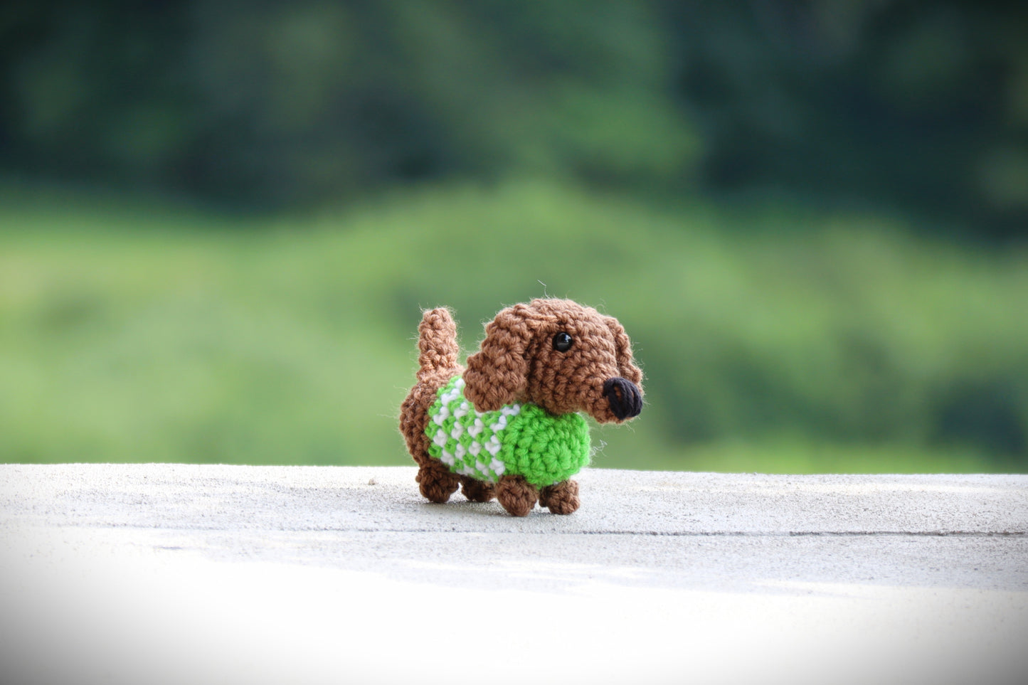 Mini Dachshund with Sweater