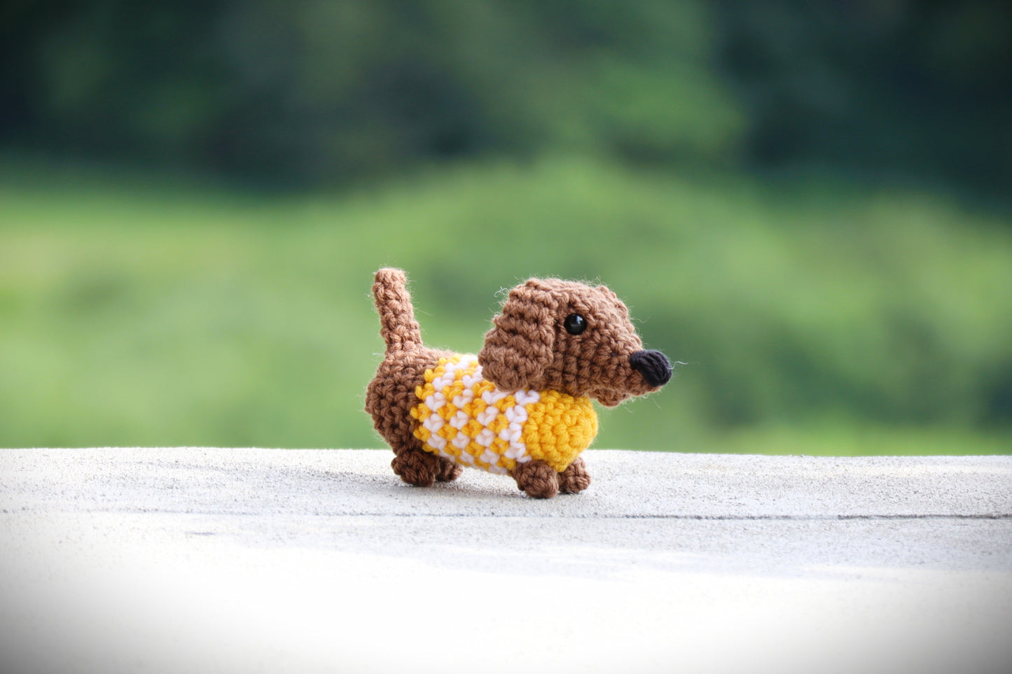 Mini Dachshund with Sweater