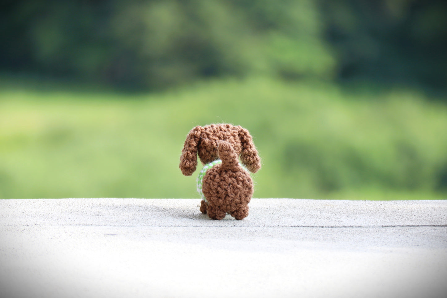 Mini Dachshund with Sweater