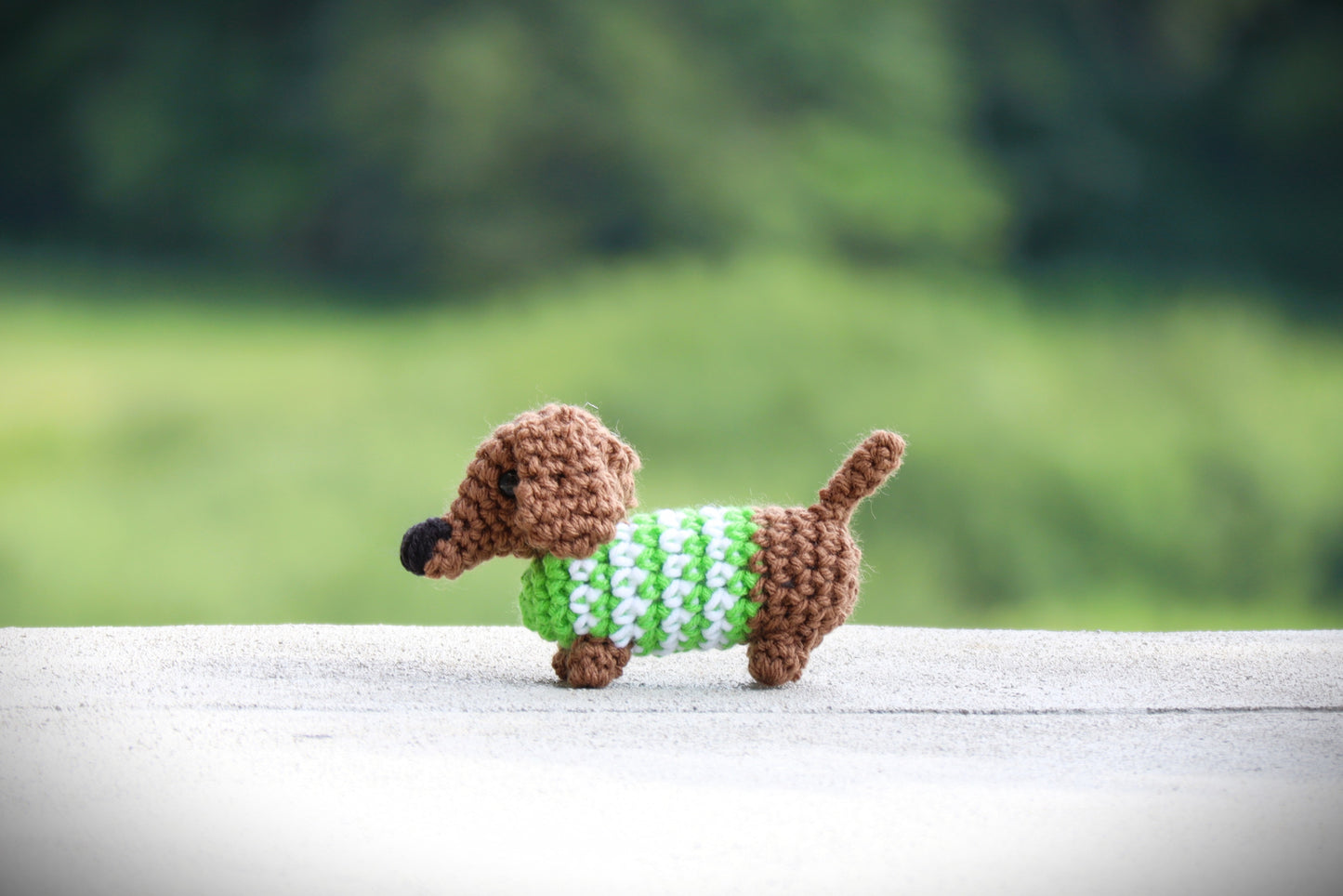 Mini Dachshund with Sweater