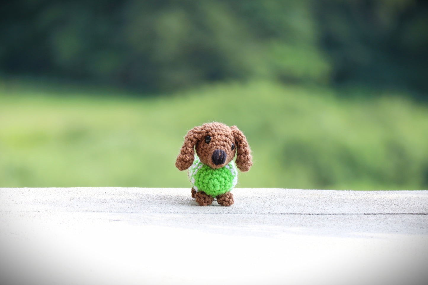 Mini Dachshund with Sweater