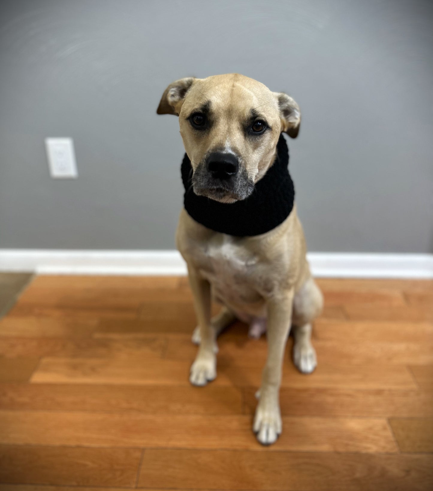 Crochet Dog Cowl Pattern