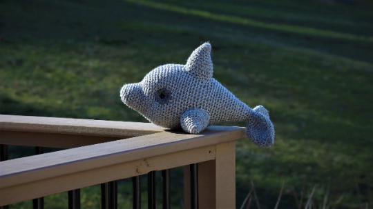 Dolphin