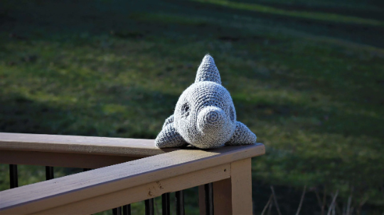 Dolphin