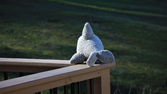 Dolphin