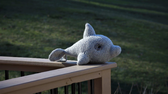 Dolphin