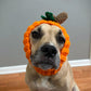 Crochet Dog Pumpkin Snood Pattern