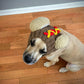 Crochet Hot Dog Dog Snood Pattern