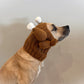 Crochet Dog Thanksgiving Turkey Snood Pattern