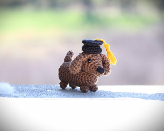 Mini Dachshund Graduation