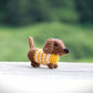 Mini Dachshund with Sweater