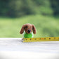Mini Dachshund with Sweater